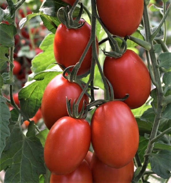 Molho de tomate